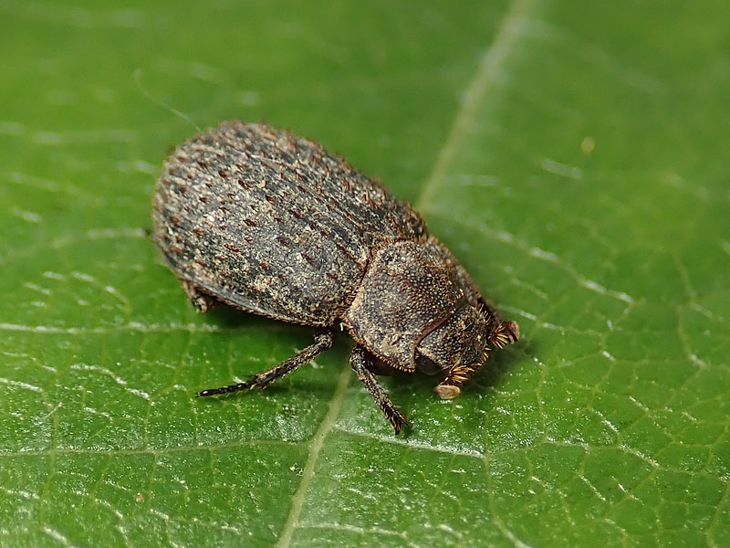 Trogidae: Trox scaber? Sì.